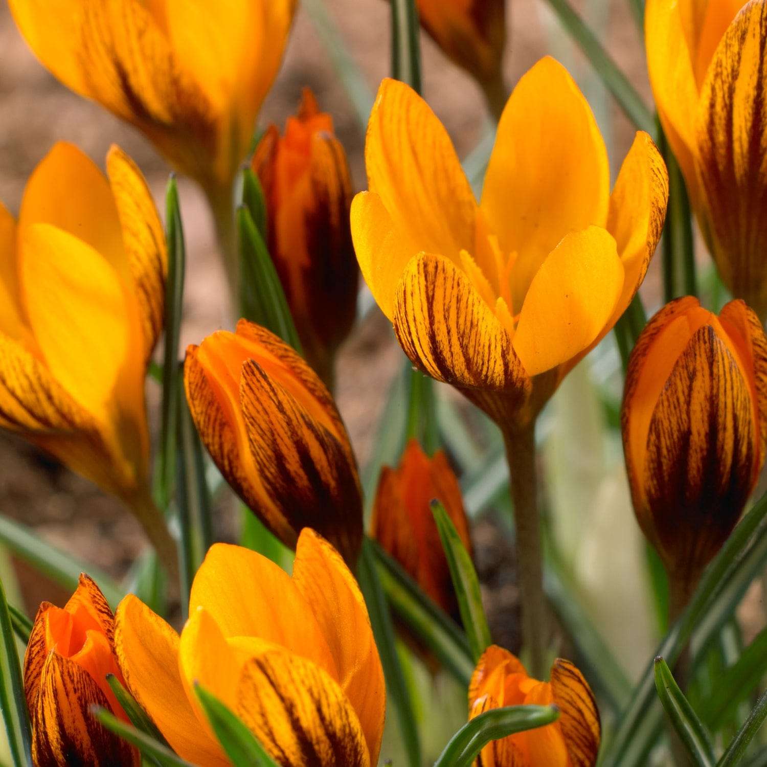 Krokus 'Orange Monarch' - Krokus